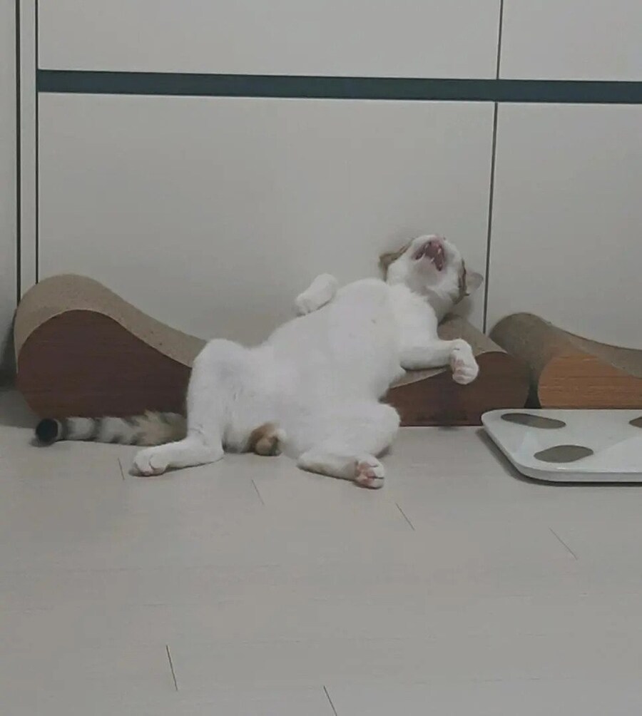 고양이 소파 리뷰 후기.jpg_3.jpg
