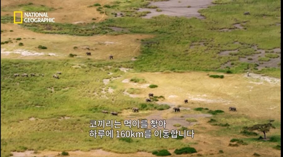코끼리들조차 사냥하는 사자무리.jpg_1.jpg