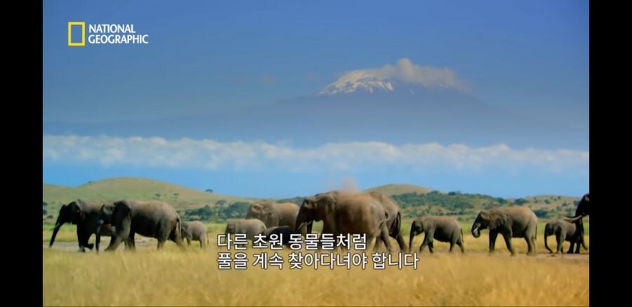 코끼리들조차 사냥하는 사자무리.jpg_2.jpg