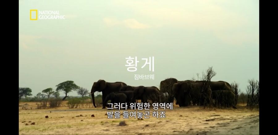 코끼리들조차 사냥하는 사자무리.jpg_3.jpg