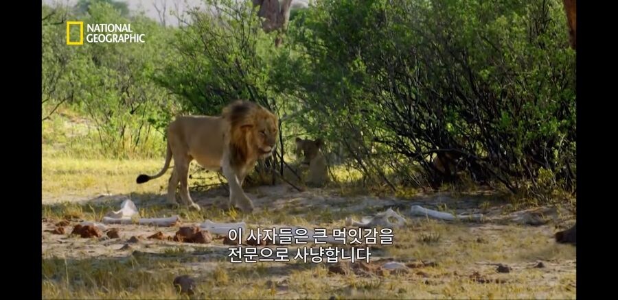 코끼리들조차 사냥하는 사자무리.jpg_4.jpg