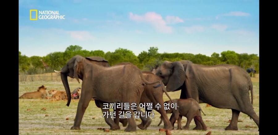 코끼리들조차 사냥하는 사자무리.jpg_11.jpg