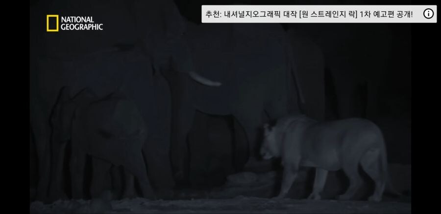 코끼리들조차 사냥하는 사자무리.jpg_14.jpg