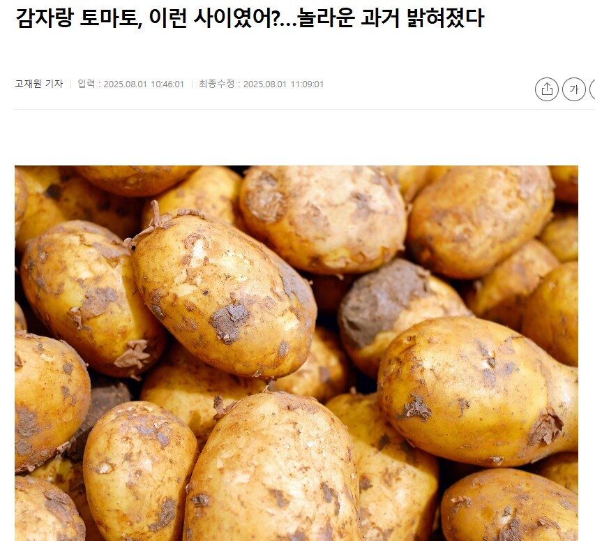 토마토로부터 진화했다는 감자.jpg_1.png