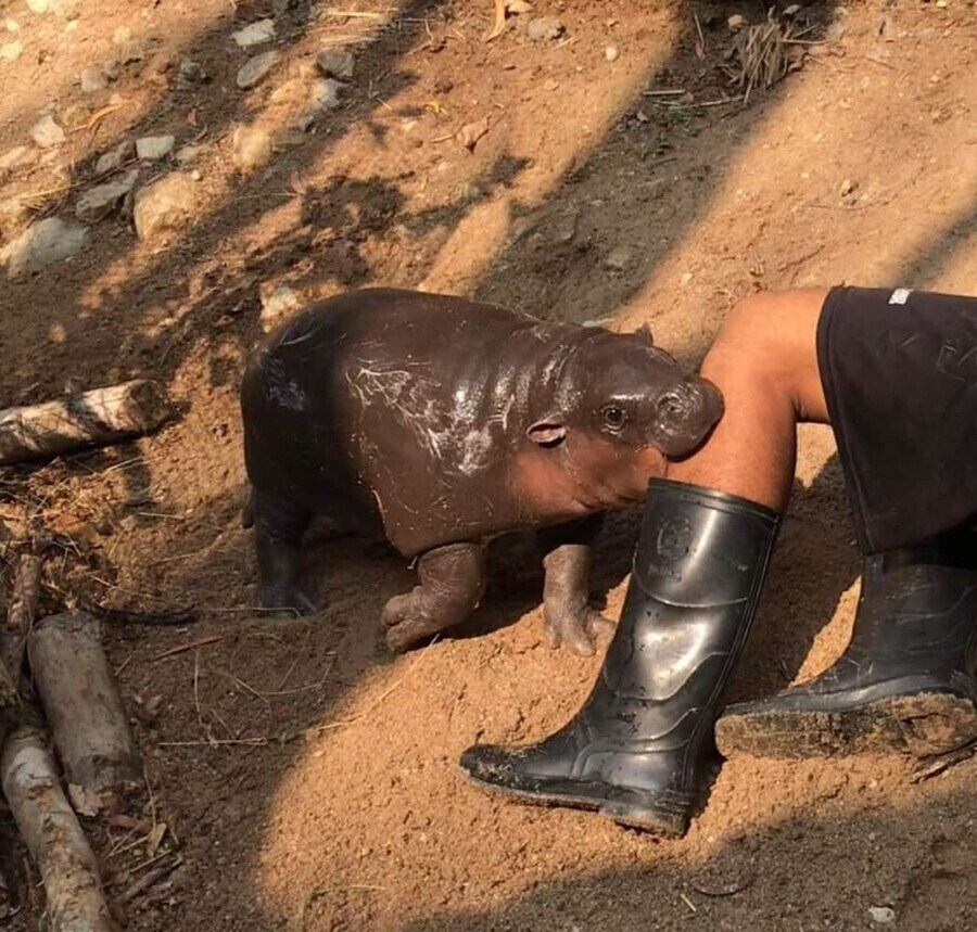 사육사 공격하는 흉폭한 하마.jpg_1.png
