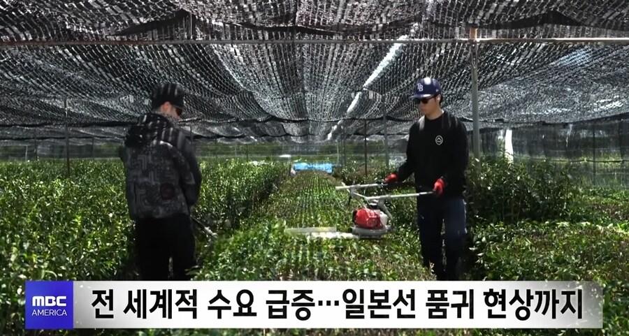 LA 말차라떼 호황_7.jpg