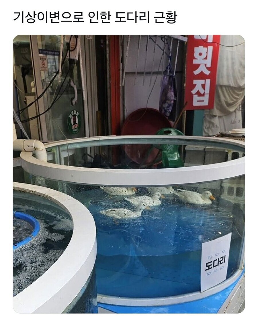 더위를 견디지못한 도다리는_1.jpg
