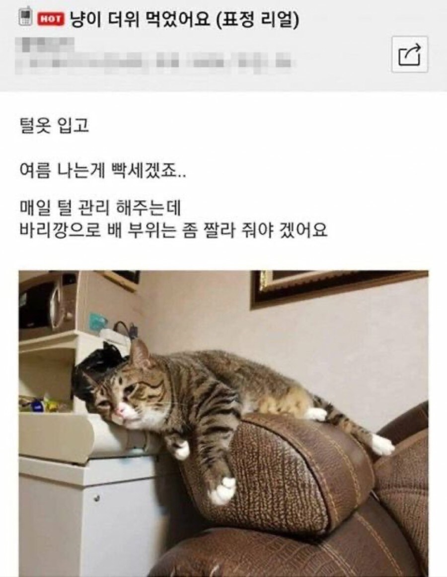 냥이 더위 먹었어요_1.jpg