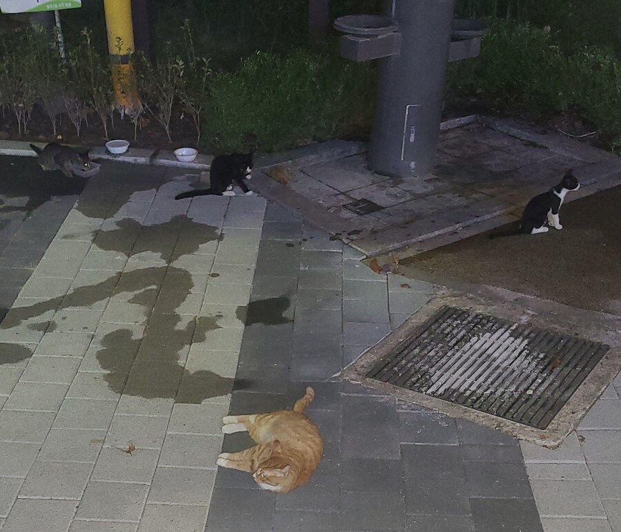 동네가 캣맘들 땜시 고양이판이 되버렸다.이거 어쩌냐_1.jpg