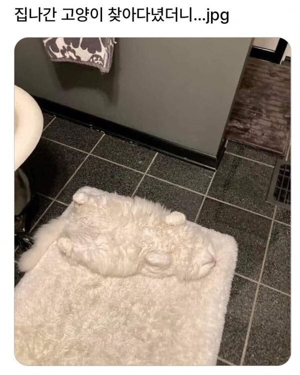 집 나간 고양이 찾아다녔는데_1.jpg