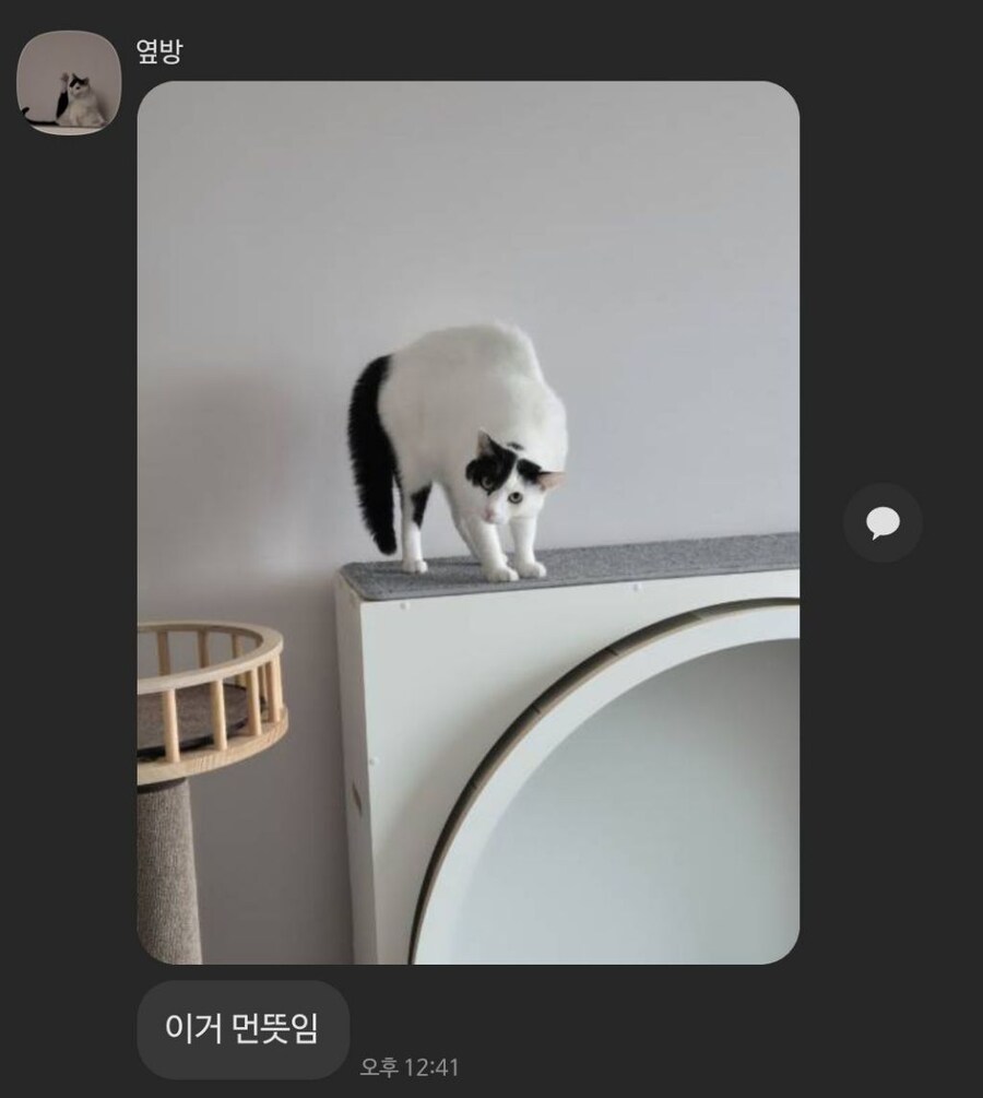 고양이의 행동이 무슨 뜻인지 모르는 동생_1.jpg