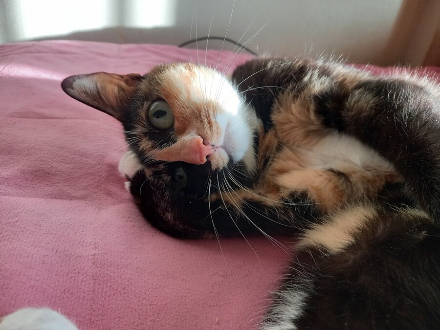 줫간지 나는 우리집 고양이 보고가라_1.jpg