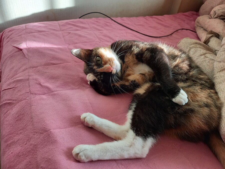 줫간지 나는 우리집 고양이 보고가라_2.jpg