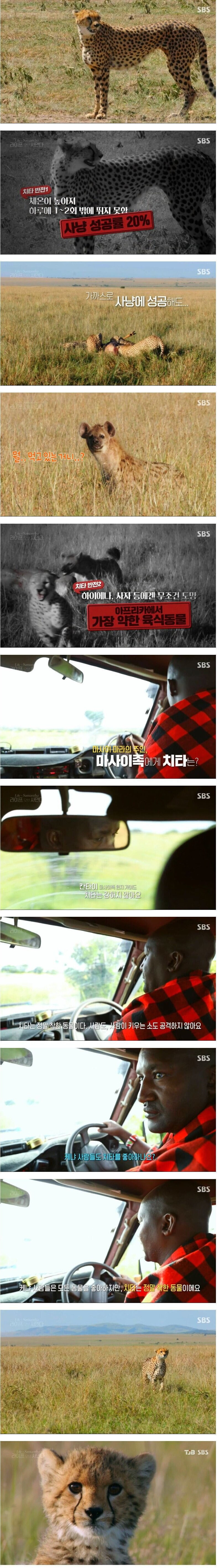 치타가 아프리카 주민들한테 받는 취급_1.jpg