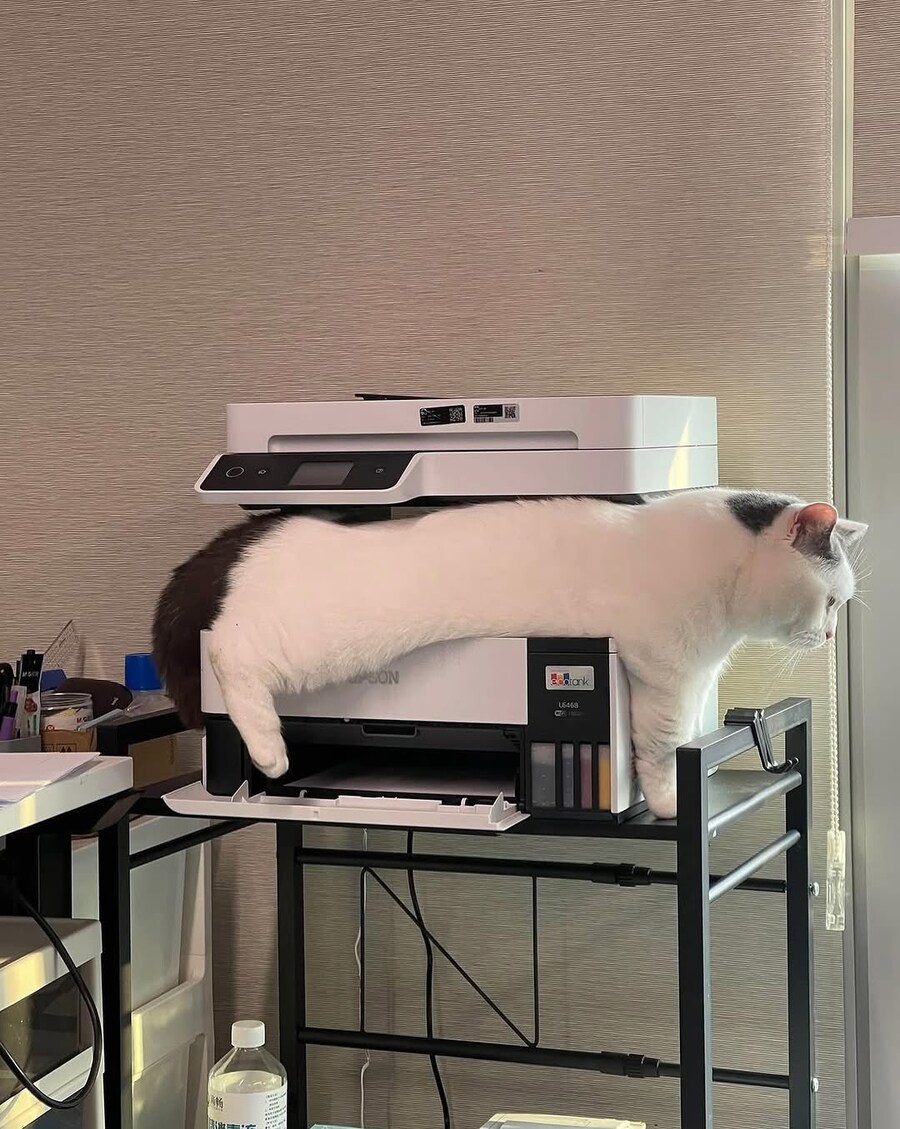 카피캣.jpg_1.jpg