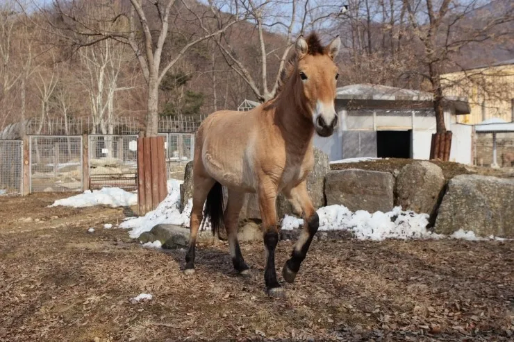 개량을 덜한 말 특_4.webp