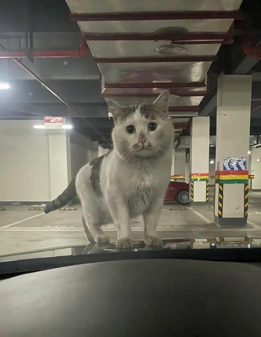 퍼 온 고양이 사진_1.jpg