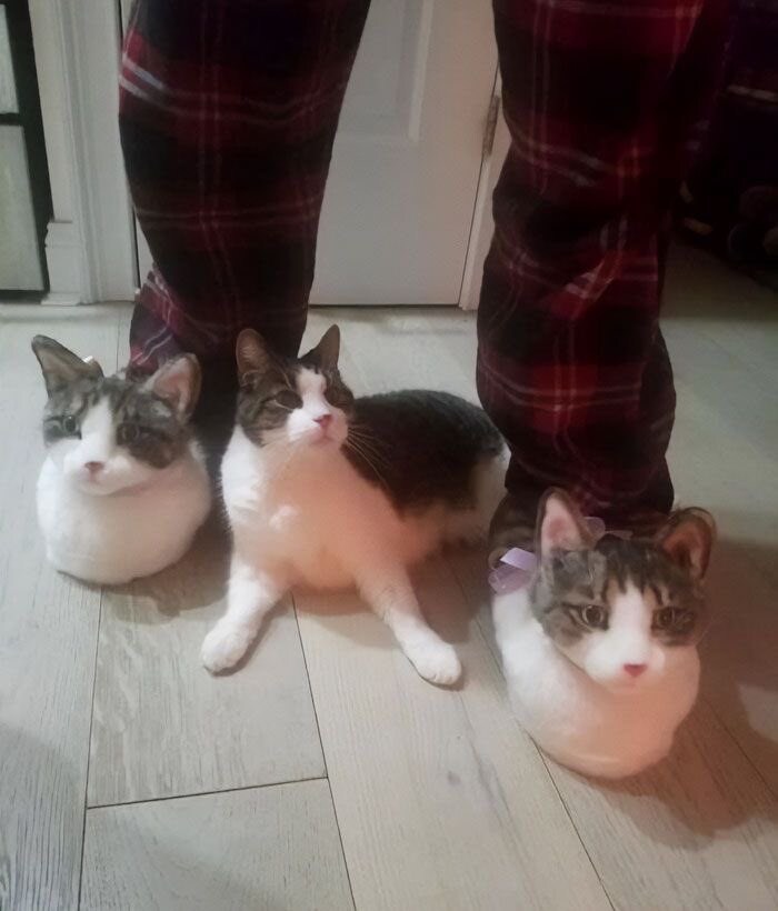 어리둥절 고양이.jpg_1.jpg