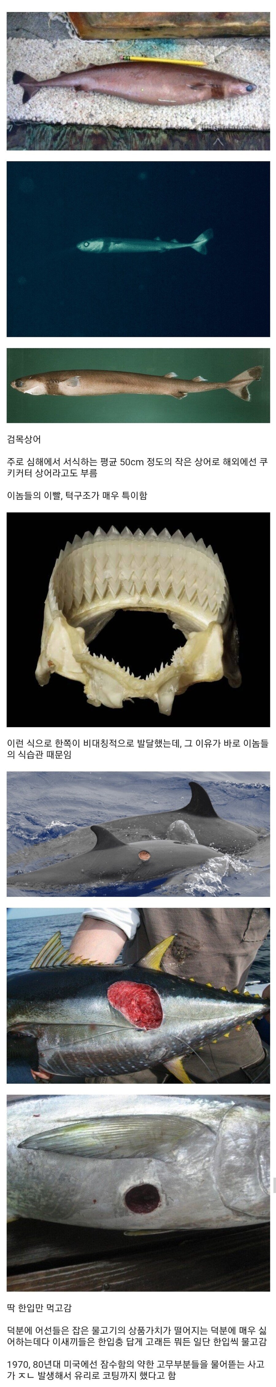 극한의 한입충_1.jpg