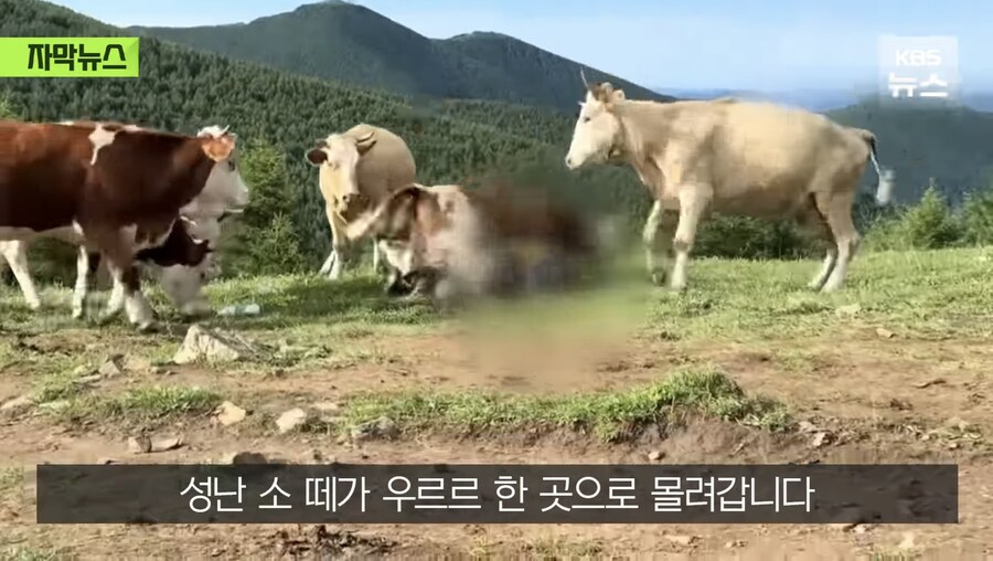 소 때에게 다굴 당한 중국인_1.jpg
