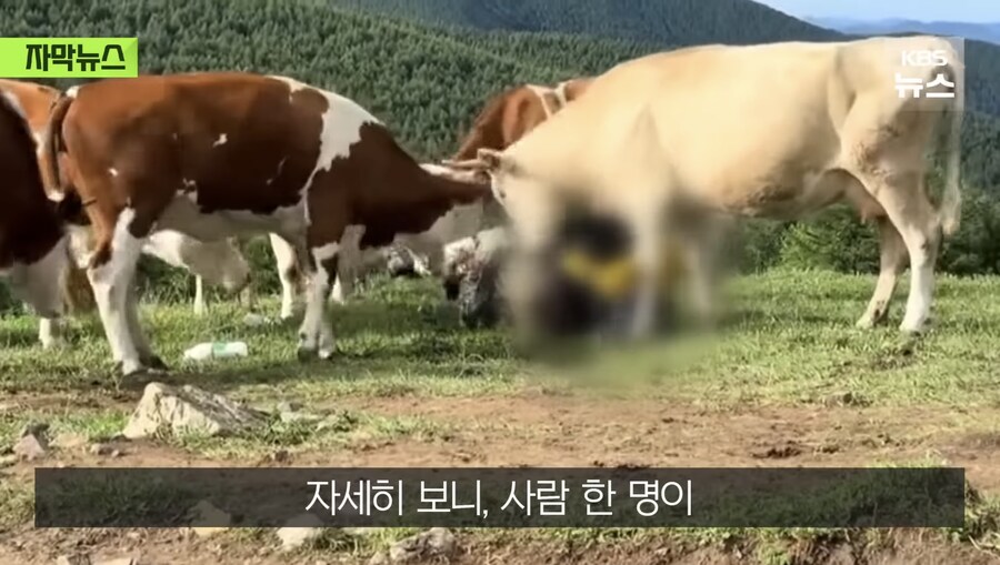 소 때에게 다굴 당한 중국인_2.jpg