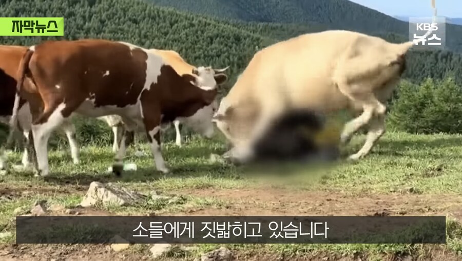 소 때에게 다굴 당한 중국인_3.jpg