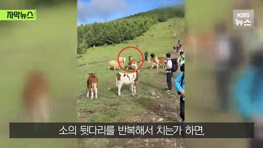 소 때에게 다굴 당한 중국인_5.jpg