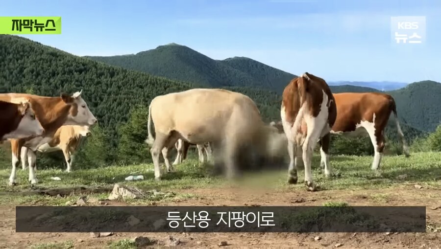 소 때에게 다굴 당한 중국인_4.jpg