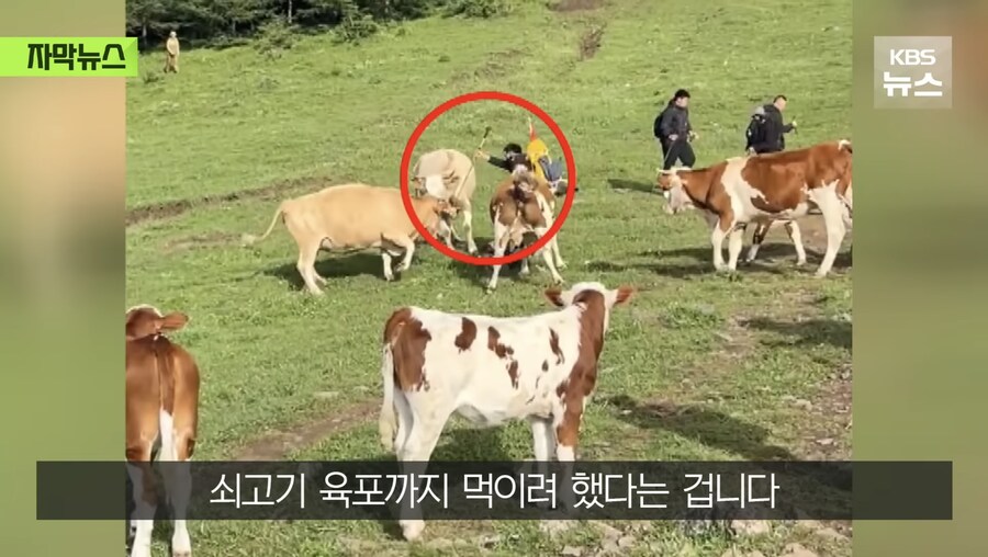 소 때에게 다굴 당한 중국인_6.jpg