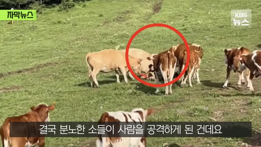 소 때에게 다굴 당한 중국인_7.jpg