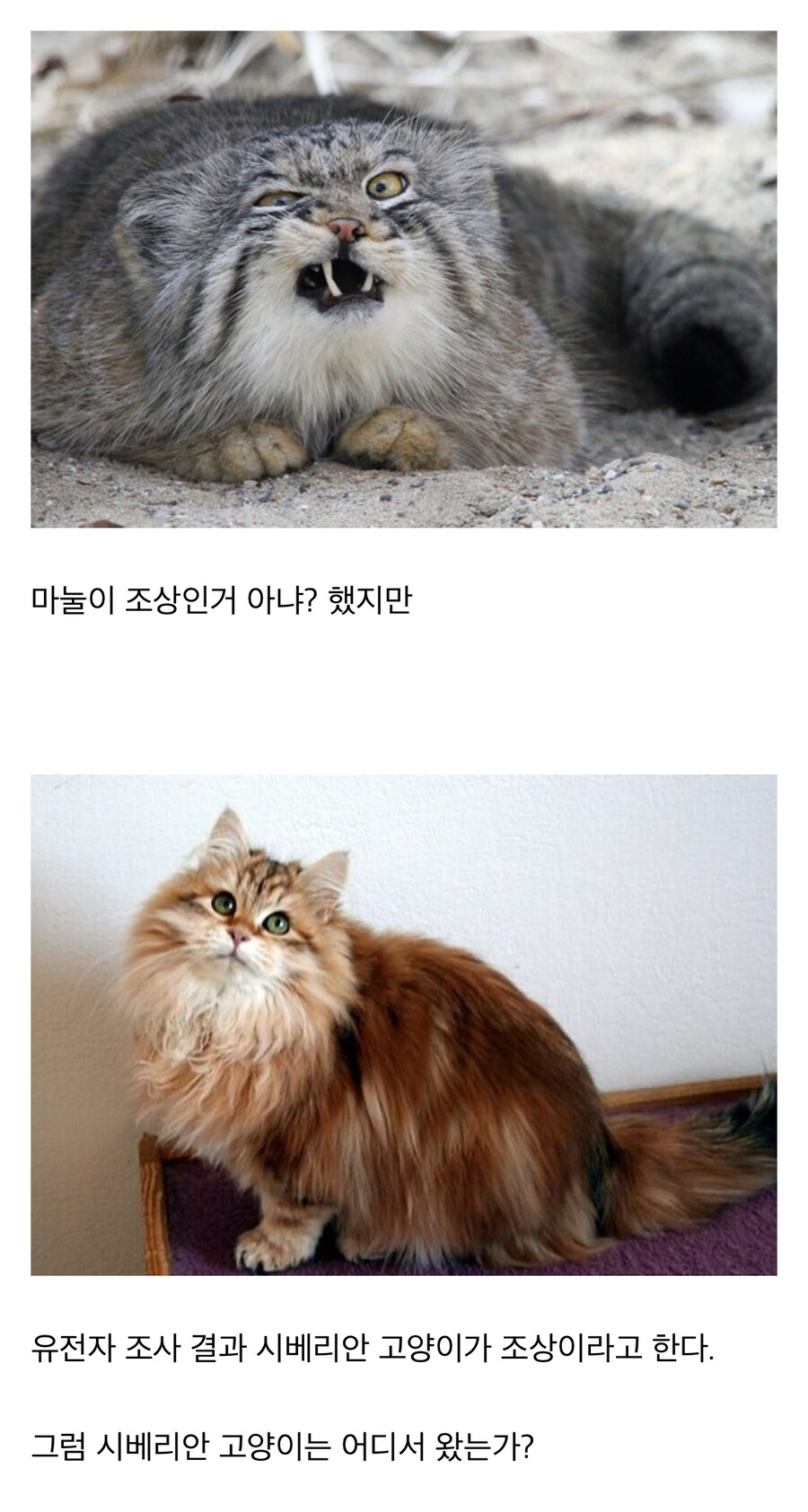 원본이 사라진 야생 동물_4.jpg