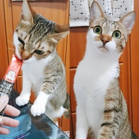 츄르먹자.jpg_1.jpg