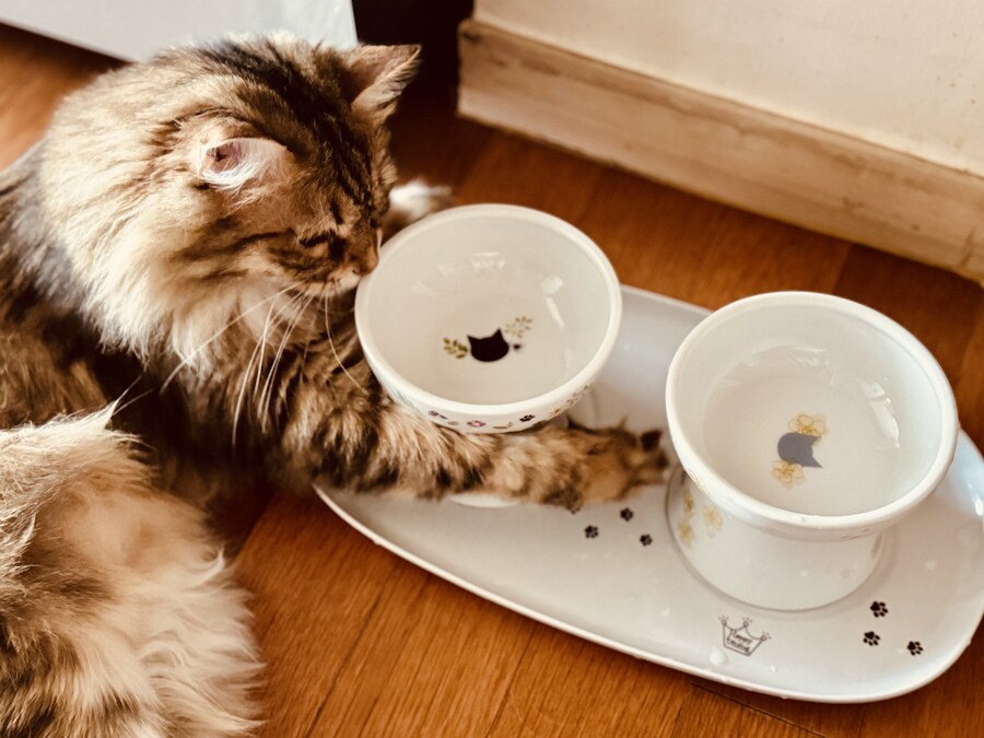우리집 작은 고양이.jpg_1.jpg