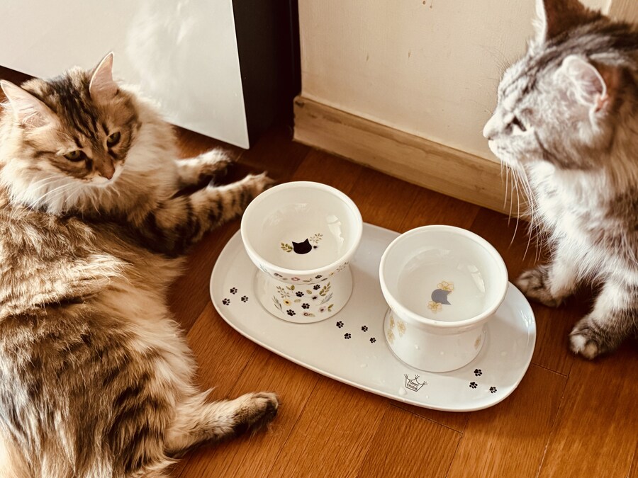 우리집 작은 고양이.jpg_3.jpg