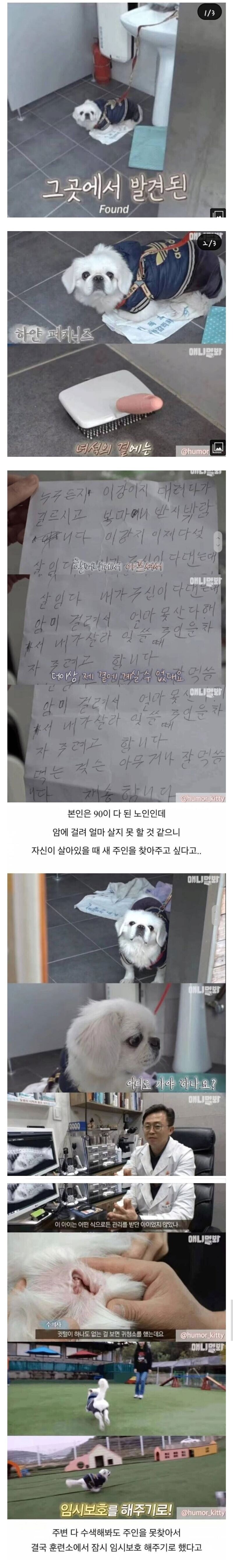 아픈 주인과 이별한 개의 최후_1.jpg