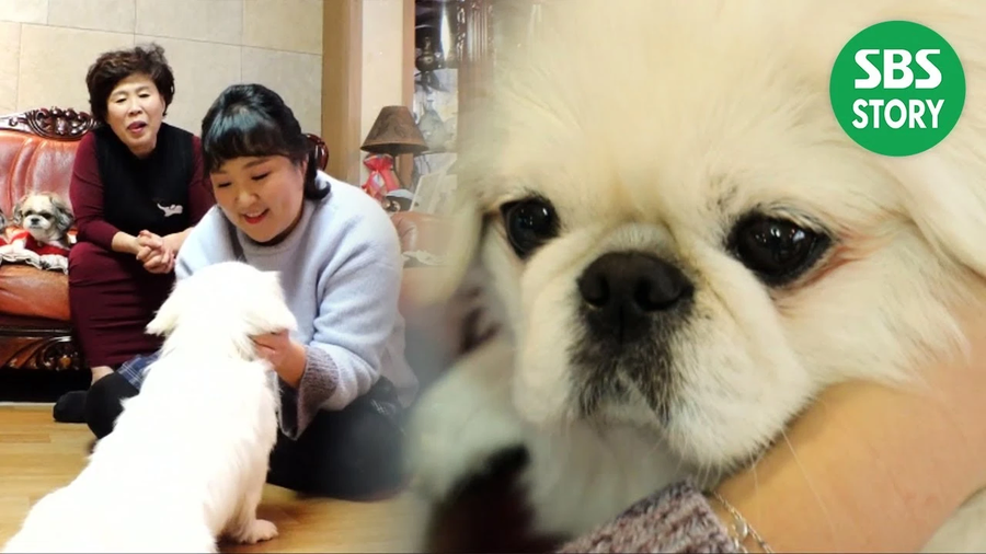 아픈 주인과 이별한 개의 최후_2.webp