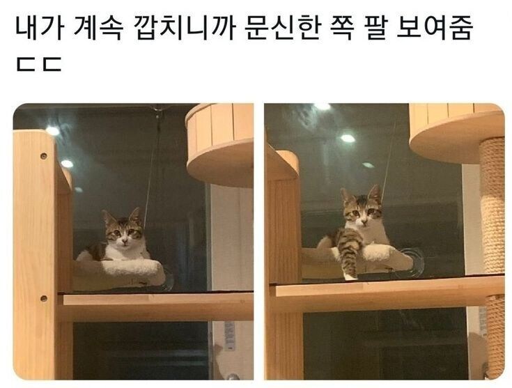 냥아치랑 눈 마주침.jpg_1.jpg
