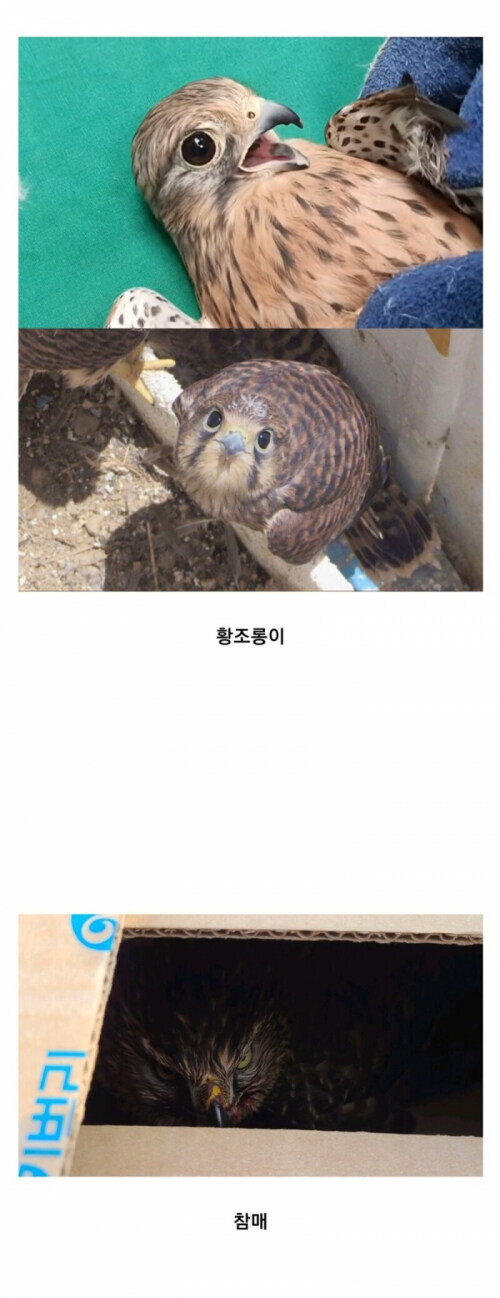 황조롱이와 참매의 차이_1.jpg
