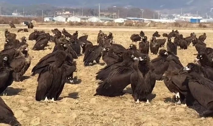 의외로 생각보다 큰 생물.jpg_3.jpg