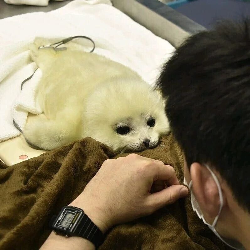 튀김옷 바른 새우튀김 같은 동물.jpg_1.jpg