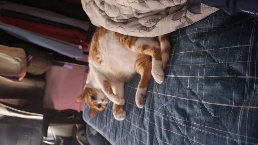 울집 고냥이 모땐거 배움 ㅡㅡ_1.jpg