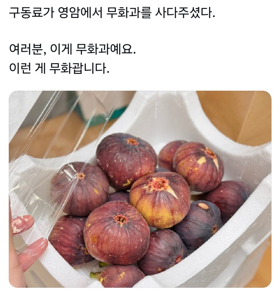 2년만에 다시 제철 무화가를 먹은 사람_2.png