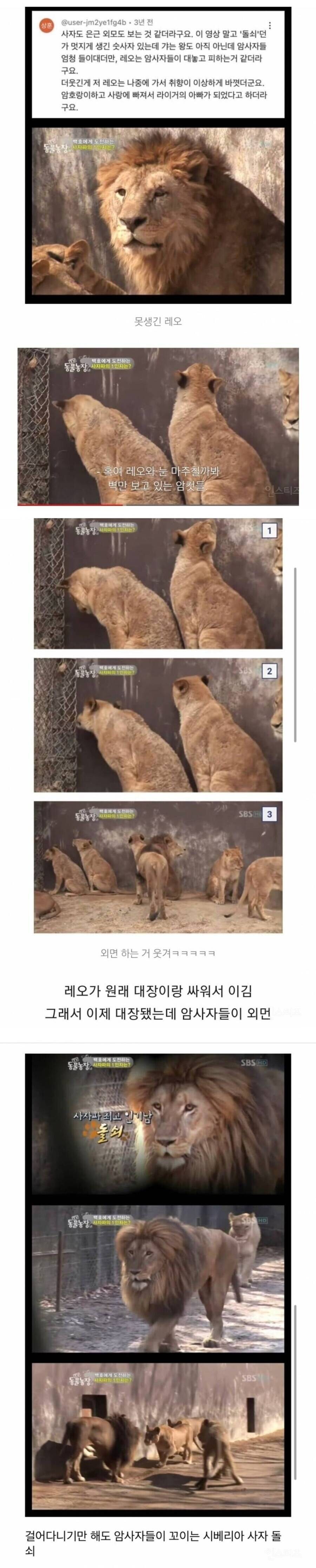 사자도 잘생긴 수컷을 더 좋아함.jpg_1.jpg