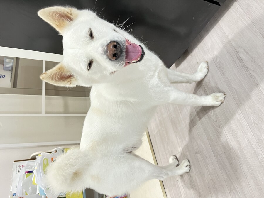 혐)저희 집 개는 물어요!_4.jpg