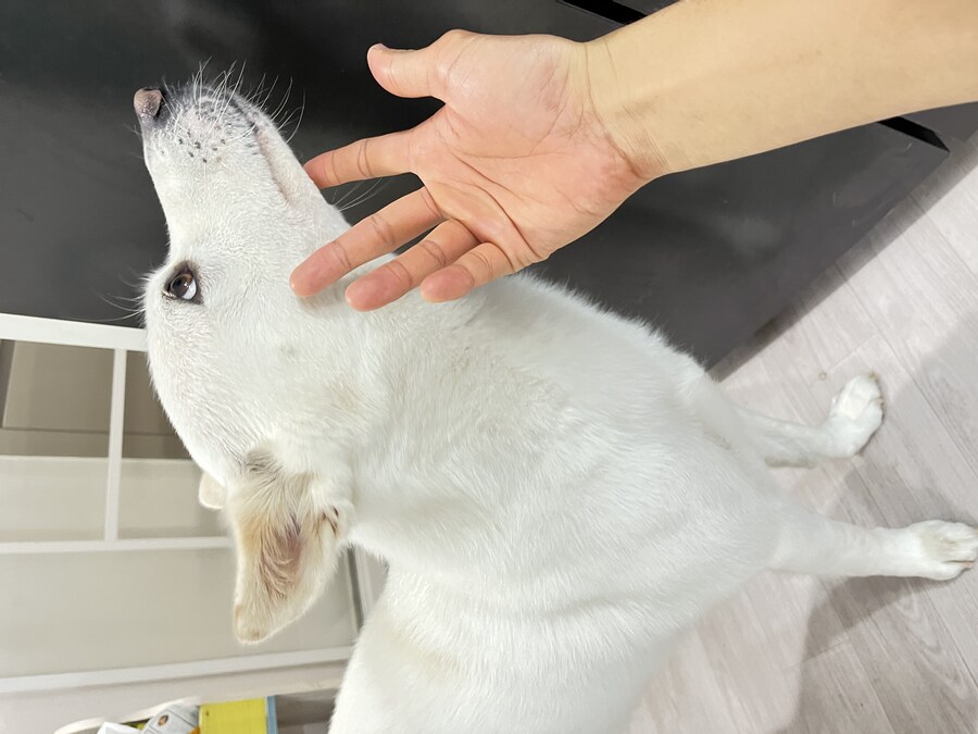 혐)저희 집 개는 물어요!_5.jpg