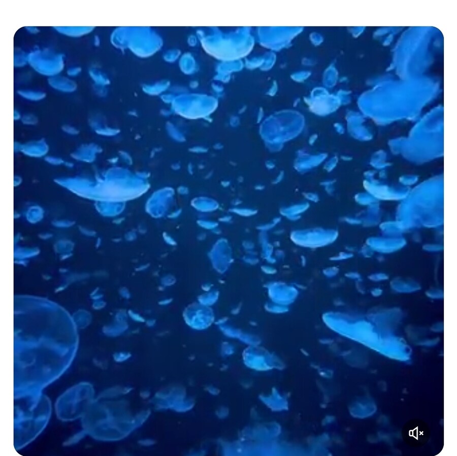 수족관에서 보내는 텔레파시.jpg_2.jpg