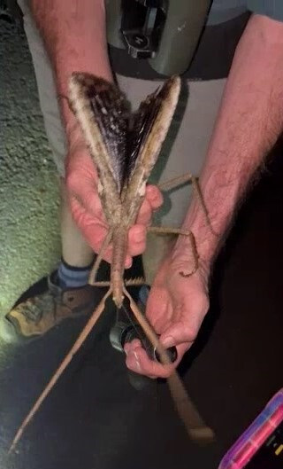 호주에 나타났다는 신종벌레 ㄷㄷㄷ;;_1.jpg