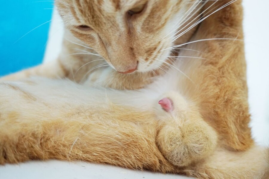 귀여운 고양이_1.jpg