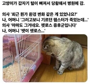 고양이가 털이 갑자기 빠졌던 이유.jpg_1.jpg