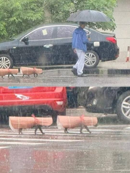 비 오는 날, 굳이 나가겠다는 댕댕이들 산책시키는 방법_1.jpg